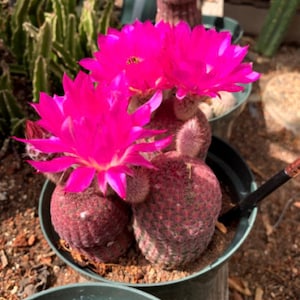 Semillas de cactus Echinocereus rigidissimus rubrispinus