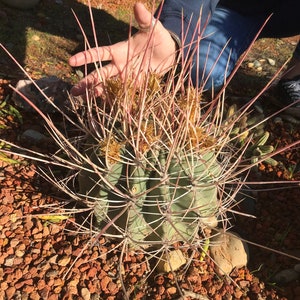 Semillas de cactus Ferocactus rectispinus