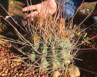 Ferocactus rectispinus Cactus Seeds