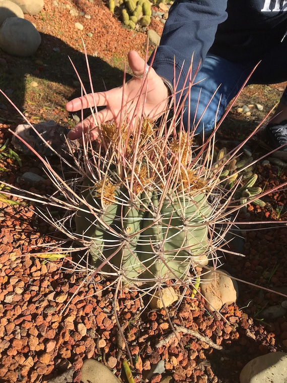 30 graines assortiment de cactus