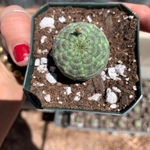 Euphorbia obesa - Samen angebaut in Kalifornien