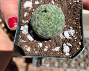 Euphorbia obesa  - Seed grown in California