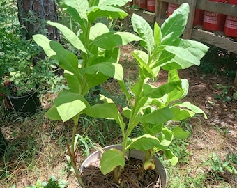 Heirloom Florida Sumatran Tobacco Seed