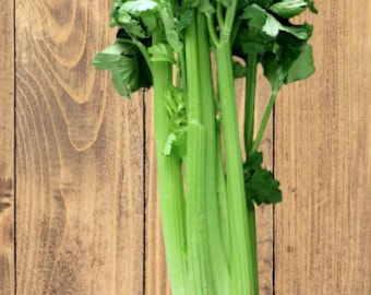 Heirloom Tall Utah Celery seeds
