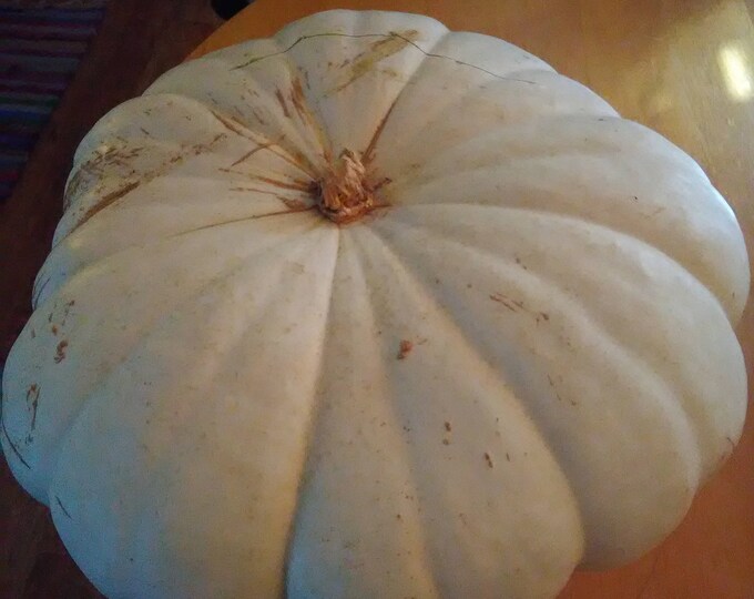 Flat White Boer Heirloom Pumpkin Seeds, Nongmo Etsy