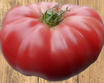 Heirloom NON GMO Pink Ponderosa Beef Steak Tomato Seeds