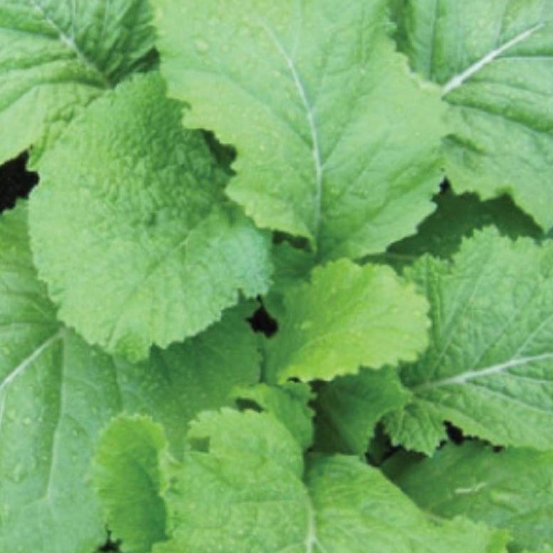 Curly is a What - Etsy