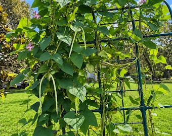 Heirloom Puerto Rican Black Beans
