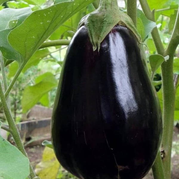 Non GMO Heirloom Black Beauty Eggplant