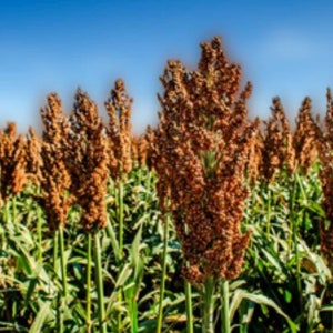 Heirloom Mennonite Sorghum