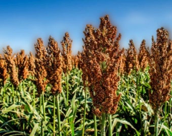 Heirloom Mennonite Sorghum