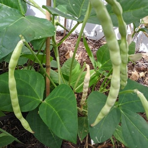 Non GMO Heirloom Cowpea
