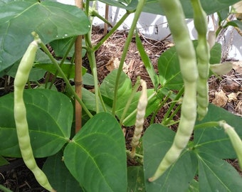Non GMO Heirloom Cowpea