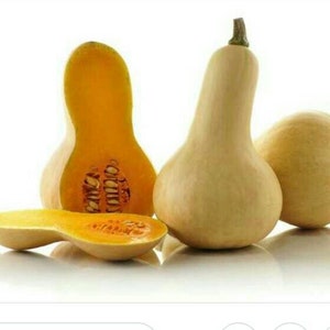Butternut Squash Seeds Heirloom NON-GMO