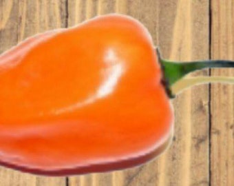 Heirloom NON GMO Orange Habanero Pepper