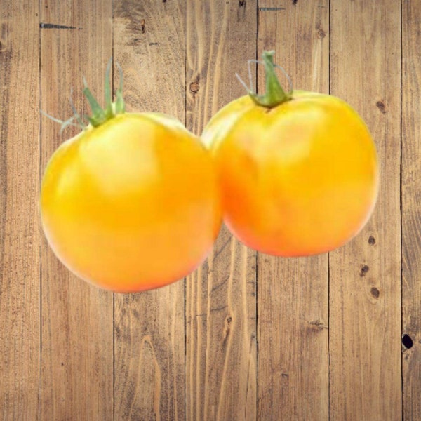 Heirloom Non GMO Golden Jubilee Tomato Seeds