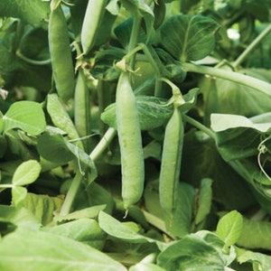 Heirloom Wando Peas NON-GMO