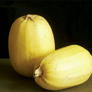 Spaghetti Squash NON-GMO Heirloom seeds