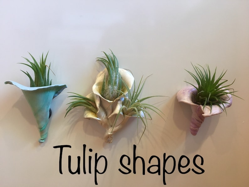 Magnetic air plant holder