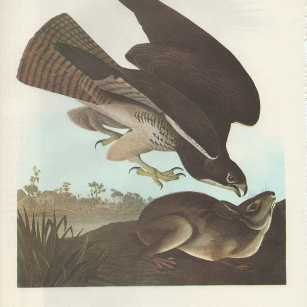 Ex-libris Audubon 371. Tétras des armoises et 372. Swainson's Hawk 2 pages de livre vintage face prêtes pour l'encadrement ou un projet d'art