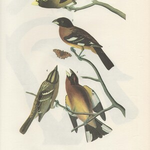Audubon Exlibris 373. Zwei Kernbeißer und 374. Sharp-Shinned Hawk 2-seitige Vintage-Buchseite, bereit für die Gestaltung oder ein Kunstprojekt