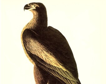 Audubon Bookplate 11. Bald Eagle and 12. Baltimore Oriole 2 sided vintage book page ready for framing or an art project