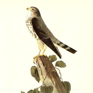 Audubon Bookplate 75. Pigeon Hawk and 76. Bob-White 2 sided vintage book page ready for framing or an art project