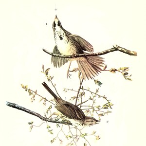 Audubon Bookplate 25. Song Sparrow and 26. Carolina Paroquet 2 sided vintage book page ready for framing or an art project