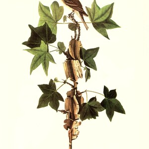 May include: A watercolour painting of an Alder Flycatcher perched on a branch with green leaves. The bird is brown and white with a long tail. The painting is titled "45. Alder Flycatcher (Empidonax traillii)"