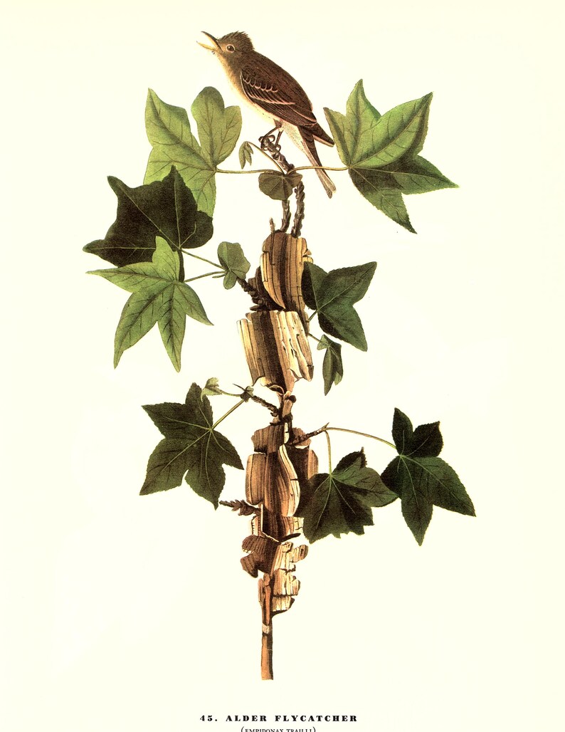 May include: A watercolour painting of an Alder Flycatcher perched on a branch with green leaves. The bird is brown and white with a long tail. The painting is titled "45. Alder Flycatcher (Empidonax traillii)"