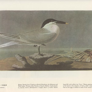 Audubon Bookplate 279. Cabot&#39;s Tern and 280. Black Tern 2 sided vintage book page ready for framing or an art project