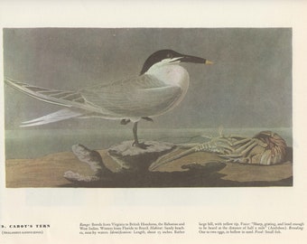 Audubon Bookplate 279. Cabot's Tern and 280. Black Tern 2 sided vintage book page ready for framing or an art project