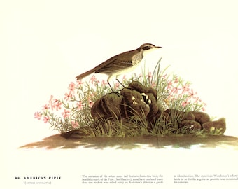 Audubon Bookplate 79. Kingbird and 80.American Pipit 2 sided vintage book page ready for framing or an art project