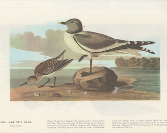 Audubon Bookplate 285. Sabine's Gull and 286. White-Fronted Goose 2 sided vintage book page ready for framing or an art project