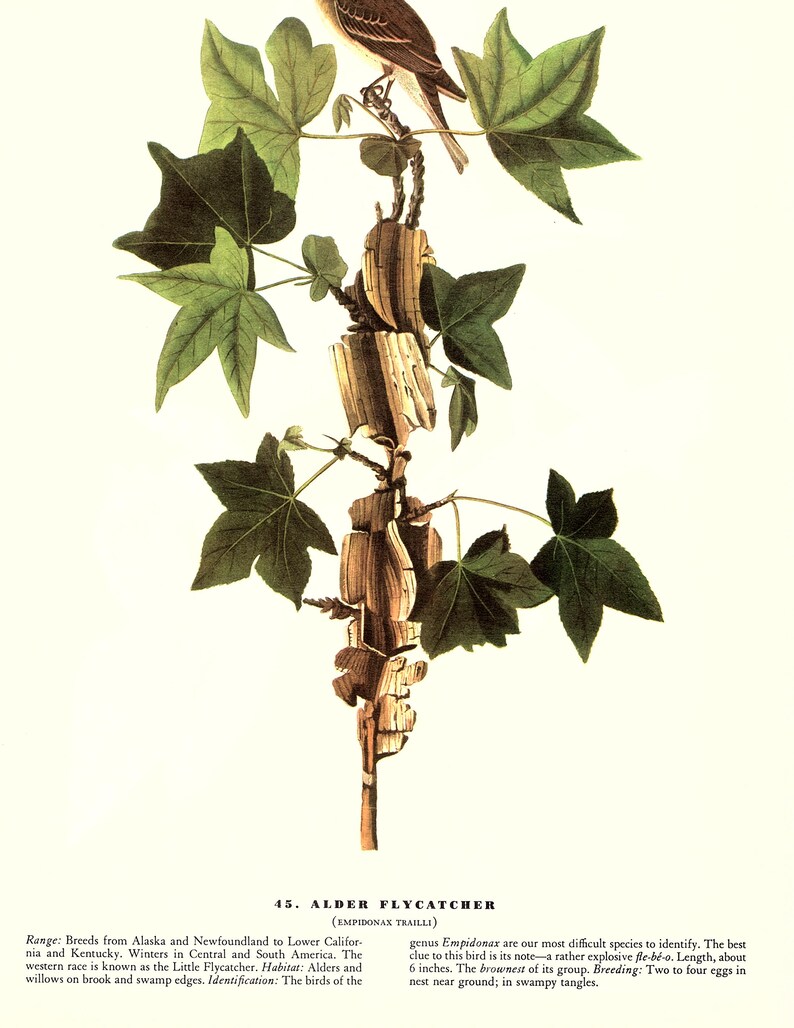 May include: A detailed illustration of an Alder Flycatcher perched on a branch with green leaves. The bird is brown with a white throat and a long, thin beak. The illustration is from a book titled "Birds of America" by John James Audubon.