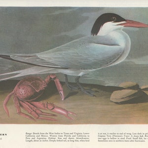Audubon Bookplate 273. Royal Tern and 274. Willet 2 sided vintage book page ready for framing or an art project