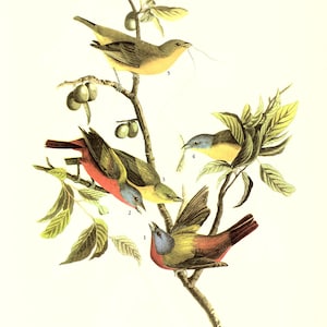 Audubon Bookplate 53. Painted Bunting and 54. Bobolink 2 sided vintage book page ready for framing or an art project