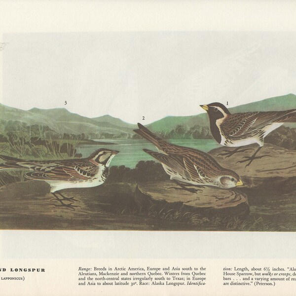 Audubon Bookplate 365. Lapland Longspur and 366. Gyrfalcon 2 sided vintage book page ready for framing or an art project