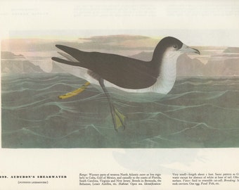 Audubon Bookplate 299. Audubon's Shearwater and 300. Golden Plover 2 sided vintage book page ready for framing or an art project