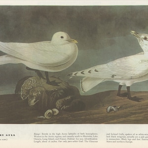 Audubon Bookplate 287. Ivory Gull and 288. Lesser Yellow-Legs 2 sided vintage book page ready for framing or an art project