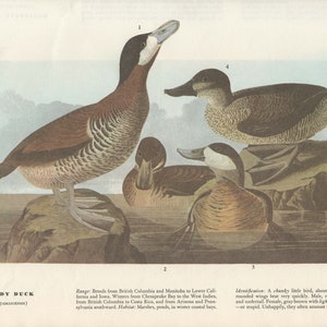 Audubon Bookplate 343. Ruddy Duck and 344. Stilt Sandpiper 2 sided vintage book page ready for framing or an art project