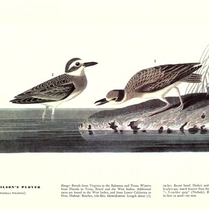 Audubon Bookplate 209. Wilson&#39;s Plover and 210. Least Bittern 2 sided vintage book page ready for framing or an art project