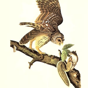 May include: A barred owl with brown and white patterned feathers perched on a branch with a grey squirrel. The owl has its wings spread out and is looking down at the squirrel. The squirrel is looking up at the owl. The background is white.