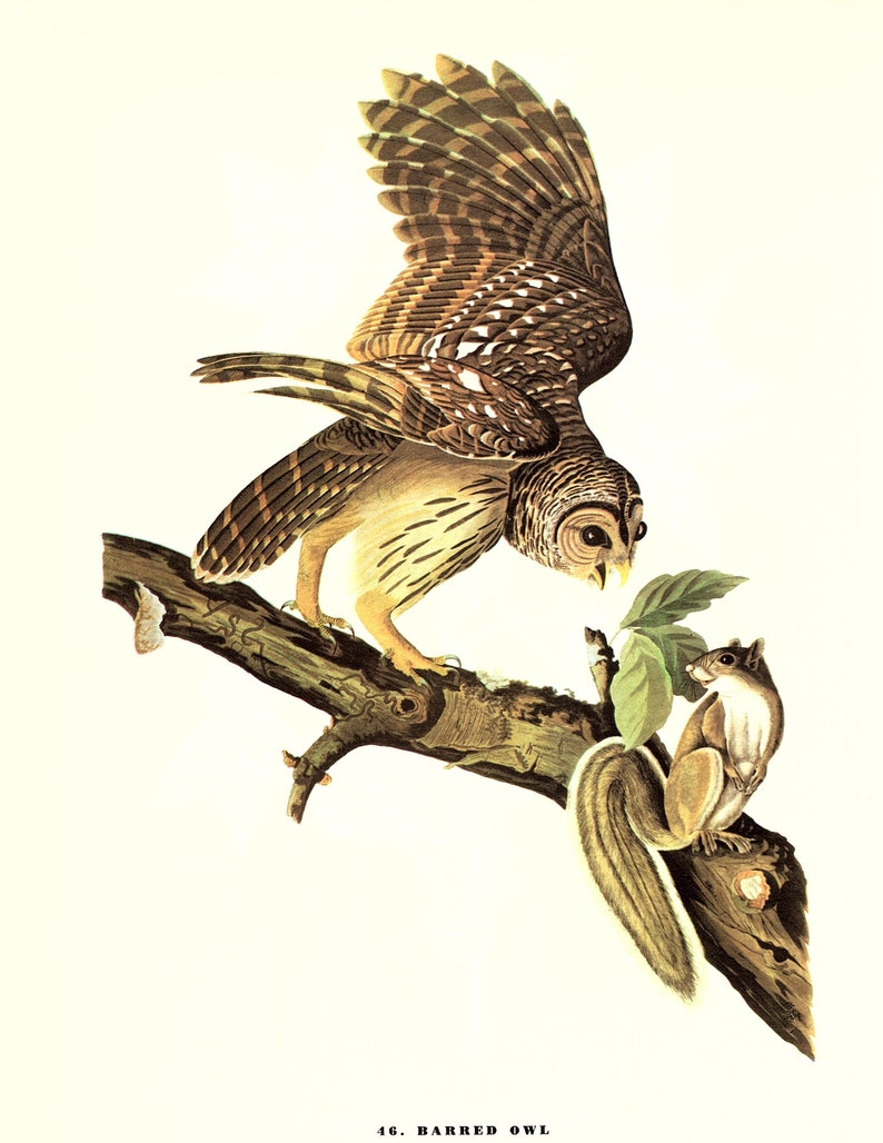 May include: A barred owl with brown and white patterned feathers perched on a branch with a grey squirrel. The owl has its wings spread out and is looking down at the squirrel. The squirrel is looking up at the owl. The background is white.