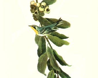 Audubon Bookplate 85. Yellow-Throated Warbler and 86. Harlan's Hawk 2 sided vintage book page ready for framing or an art project