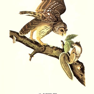 May include: A detailed illustration of a Barred Owl perched on a branch with a squirrel in the background. The owl has brown and white barred feathers and yellow eyes. The illustration is from a book titled "Birds of America" by John James Audubon.