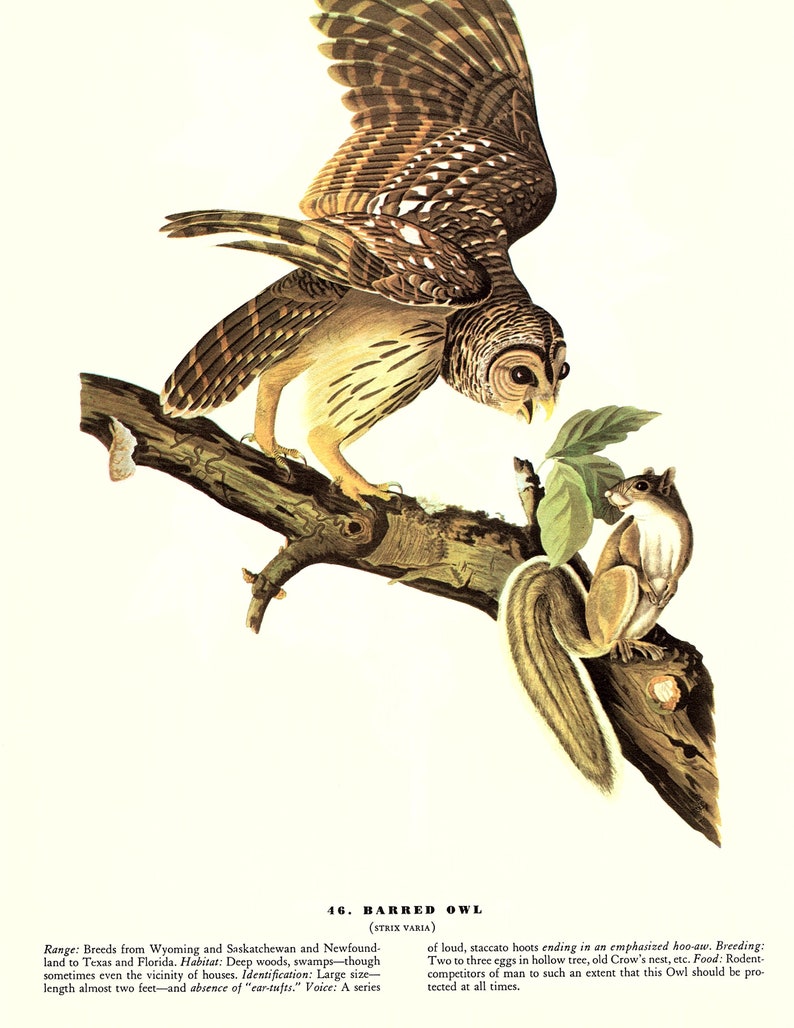 May include: A detailed illustration of a Barred Owl perched on a branch with a squirrel in the background. The owl has brown and white barred feathers and yellow eyes. The illustration is from a book titled "Birds of America" by John James Audubon.