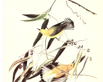 Audubon Bookplate 3. Prothonotary Warbler and 4. Purple Finch 2 sided vintage book page ready for framing or an art project