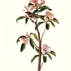 May include: A vintage illustration of a small bird perched on a branch of a flowering plant with pink blossoms. The caption below the image reads "55. Cuvier's Regulus".