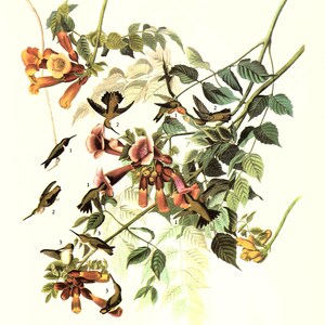 Peut inclure: Une illustration vintage d'un colibri à gorge rubis, avec une gorge rouge vibrante, perché sur une branche avec des fleurs orange et roses. L'illustration est intitulée "47. Colibri à gorge rubis".